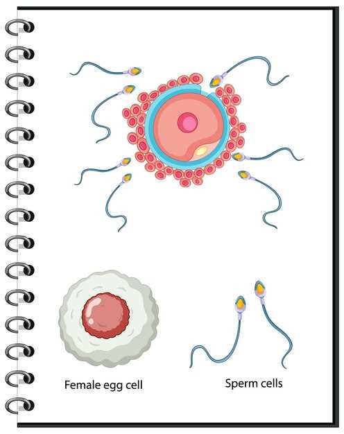 Женская репродуктивная система и место оплодотворения