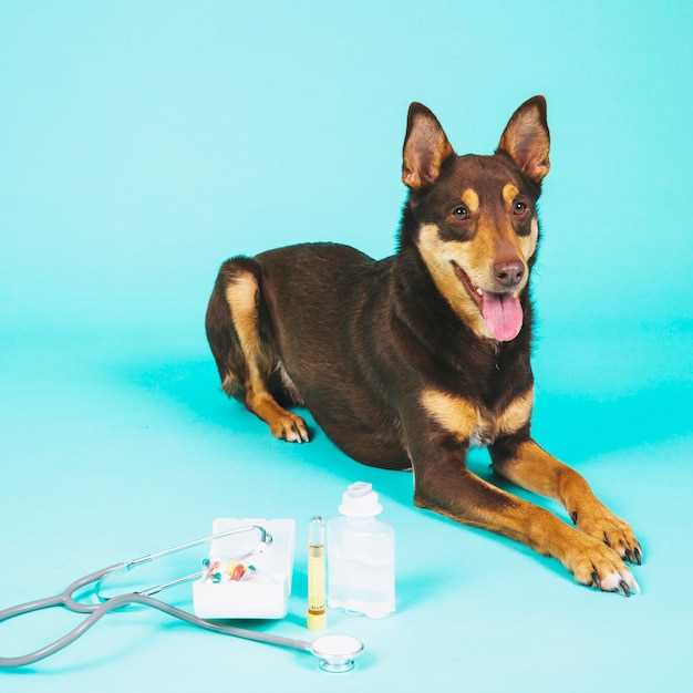 Выгоды от использования препаратов против гельминтов у собак